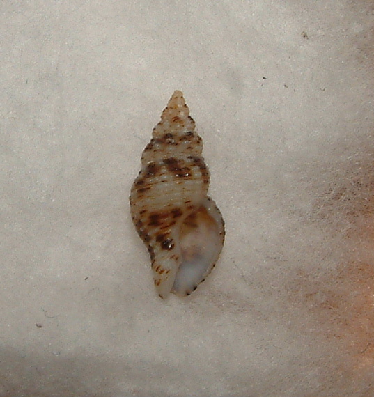 Pollia scacchiana